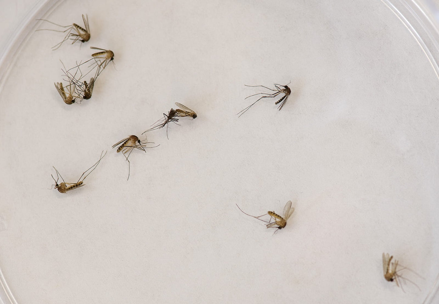 CYPERGUARD (DENGUE KILLER)